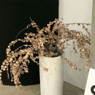 兽设晴天场景设计福瑞交流群